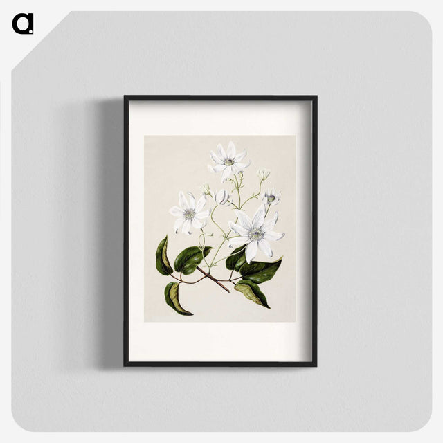 1-3_Native-Flowering-Plants-of-New-Zealand_blk
