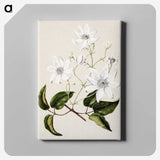 1-3_Native-Flowering-Plants-of-New-Zealand_canvas