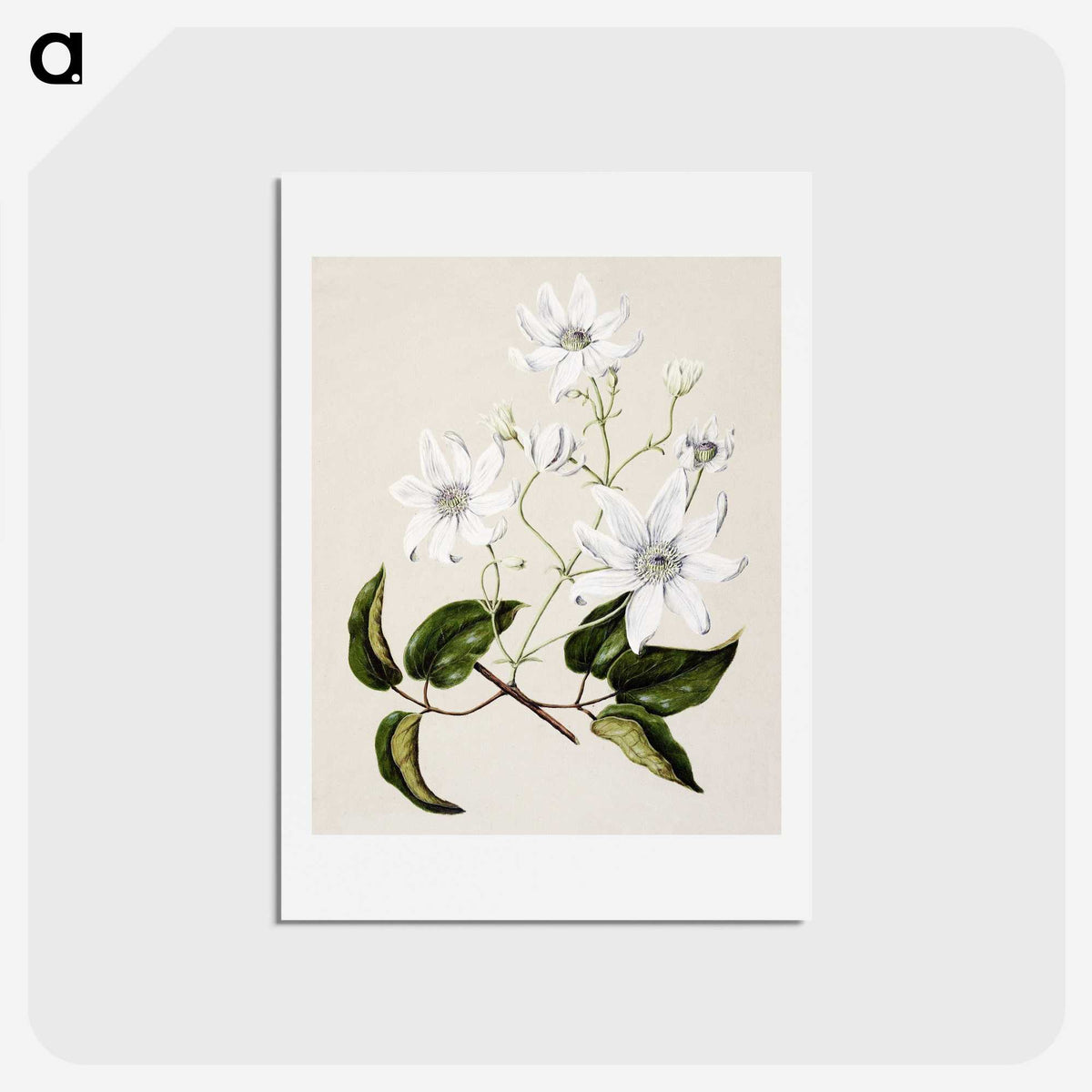 1-3_Native-Flowering-Plants-of-New-Zealand_hagaki