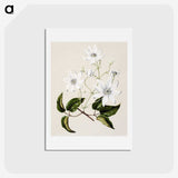 1-3_Native-Flowering-Plants-of-New-Zealand_hagaki