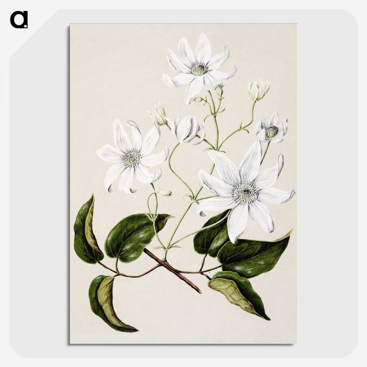 1-3_Native-Flowering-Plants-of-New-Zealand_picture-crop