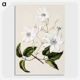1-3_Native-Flowering-Plants-of-New-Zealand_picture-crop