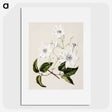 1-3_Native-Flowering-Plants-of-New-Zealand_picture