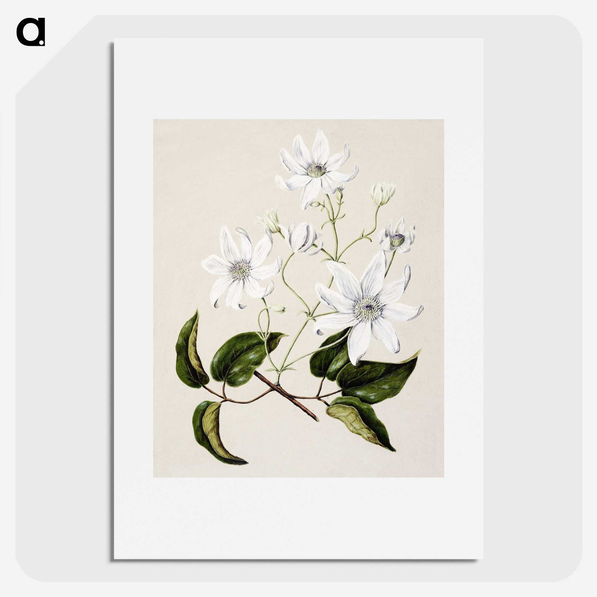1-3_Native-Flowering-Plants-of-New-Zealand_picture
