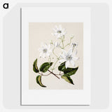 1-3_Native-Flowering-Plants-of-New-Zealand_picture
