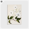 1-3_Native-Flowering-Plants-of-New-Zealand_postcard