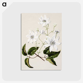 1-3_Native-Flowering-Plants-of-New-Zealand_postcard