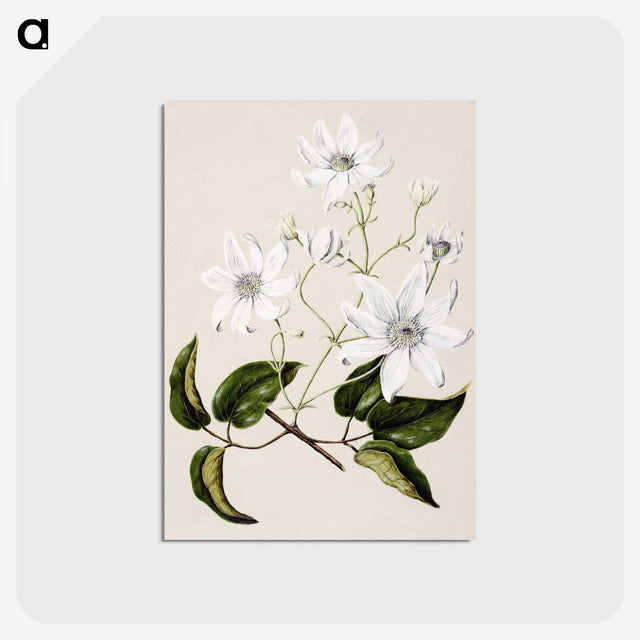 1-3_Native-Flowering-Plants-of-New-Zealand_postcard
