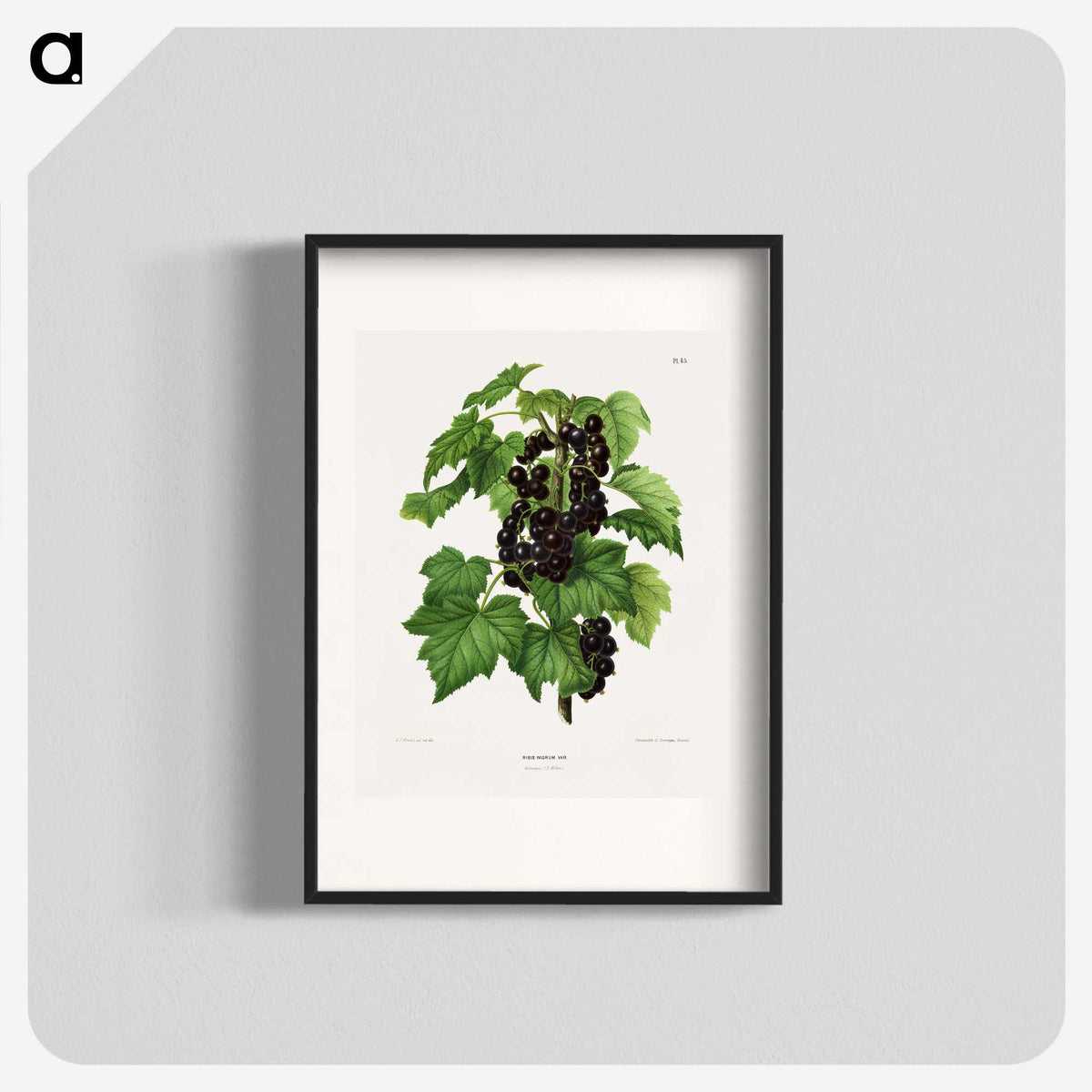 1-3_Nederlandsche-Flora-en-Pomona_blk