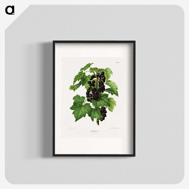 1-3_Nederlandsche-Flora-en-Pomona_blk