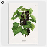 1-3_Nederlandsche-Flora-en-Pomona_picture-crop