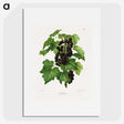 1-3_Nederlandsche-Flora-en-Pomona_picture