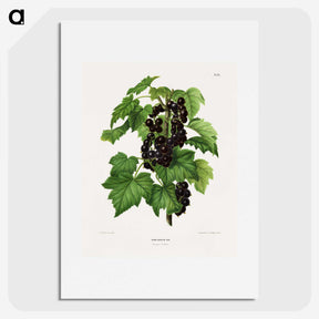 1-3_Nederlandsche-Flora-en-Pomona_picture