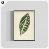 1-3_New-and-Rare-Beautiful-Leaved-Plants_blk-crop