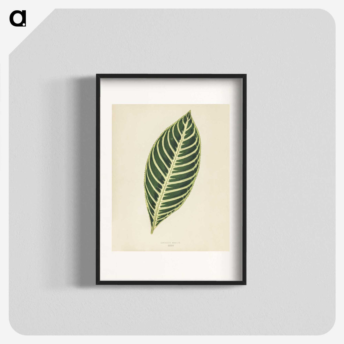 1-3_New-and-Rare-Beautiful-Leaved-Plants_blk