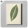 1-3_New-and-Rare-Beautiful-Leaved-Plants_canvas