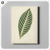 1-3_New-and-Rare-Beautiful-Leaved-Plants_canvas