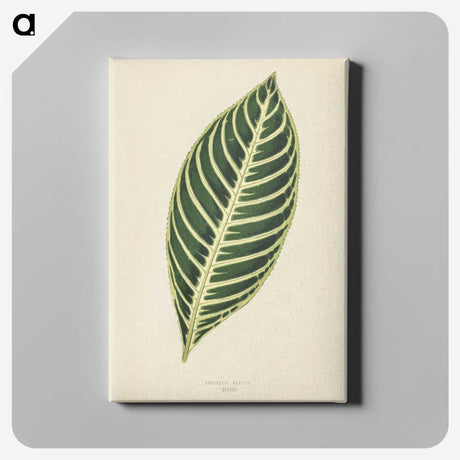 1-3_New-and-Rare-Beautiful-Leaved-Plants_canvas