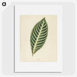 1-3_New-and-Rare-Beautiful-Leaved-Plants_picture