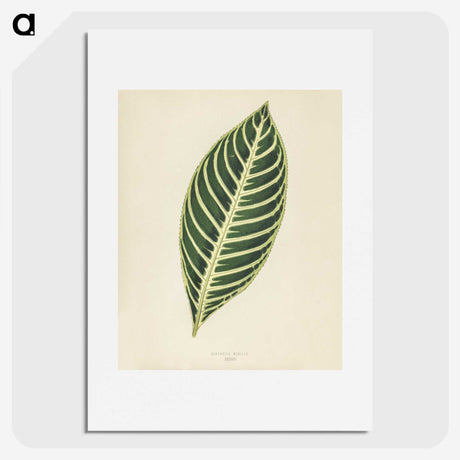 1-3_New-and-Rare-Beautiful-Leaved-Plants_picture