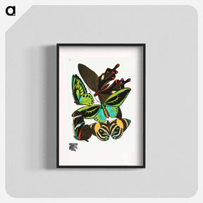 アートポスター-Vintage Butterflies
 - パピヨン Poster.