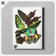 アートパネル-Vintage Butterflies
 - パピヨン Canvas.