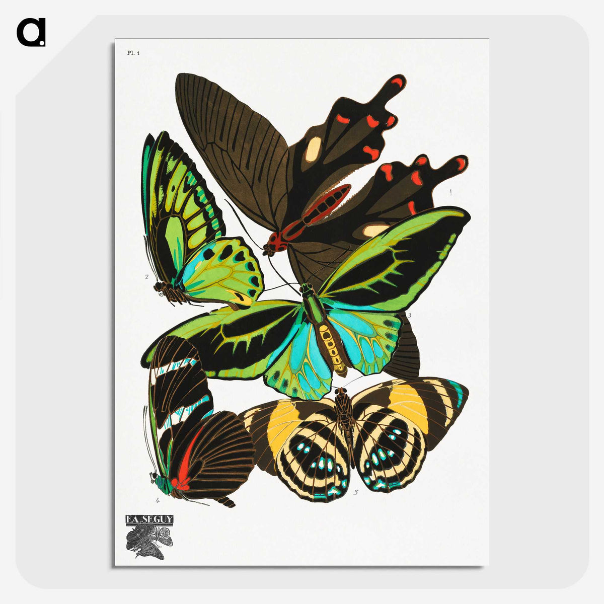 1-3_Papillons_picture-crop