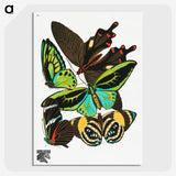 1-3_Papillons_picture-crop