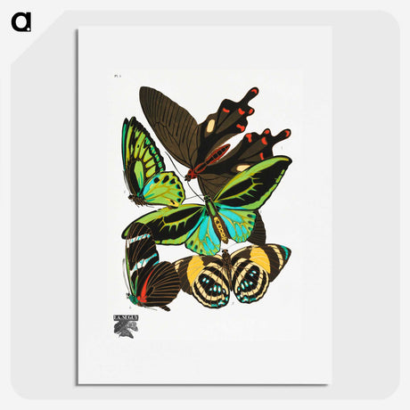 1-3_Papillons_picture