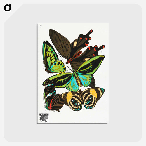 Vintage Butterflies
 - パピヨン Postcard.