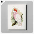 1-3_Parrots-in-Captivity_canvas