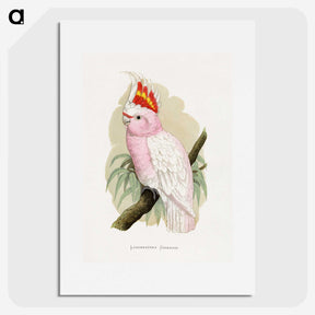 1-3_Parrots-in-Captivity_picture