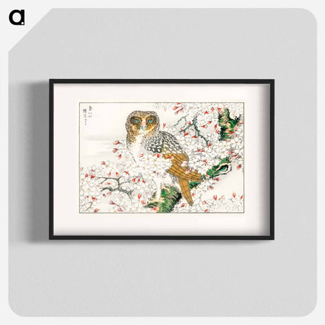 アートポスター-Short-eared Owl and Cherry Flower
 - 鳥類図鑑 Poster.