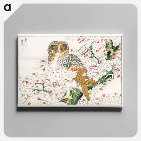 アートパネル-Short-eared Owl and Cherry Flower
 - 鳥類図鑑 Canvas.