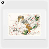 アートポスター-Short-eared Owl and Cherry Flower
 - 鳥類図鑑 Poster.