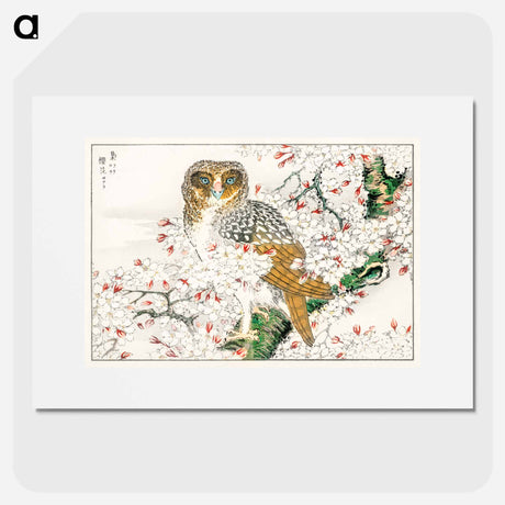 アートポスター-Short-eared Owl and Cherry Flower
 - 鳥類図鑑 Poster.