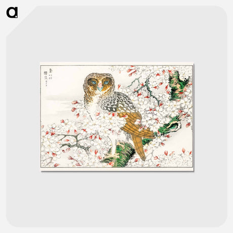アートポストカード-Short-eared Owl and Cherry Flower
 - 鳥類図鑑 Postcard.