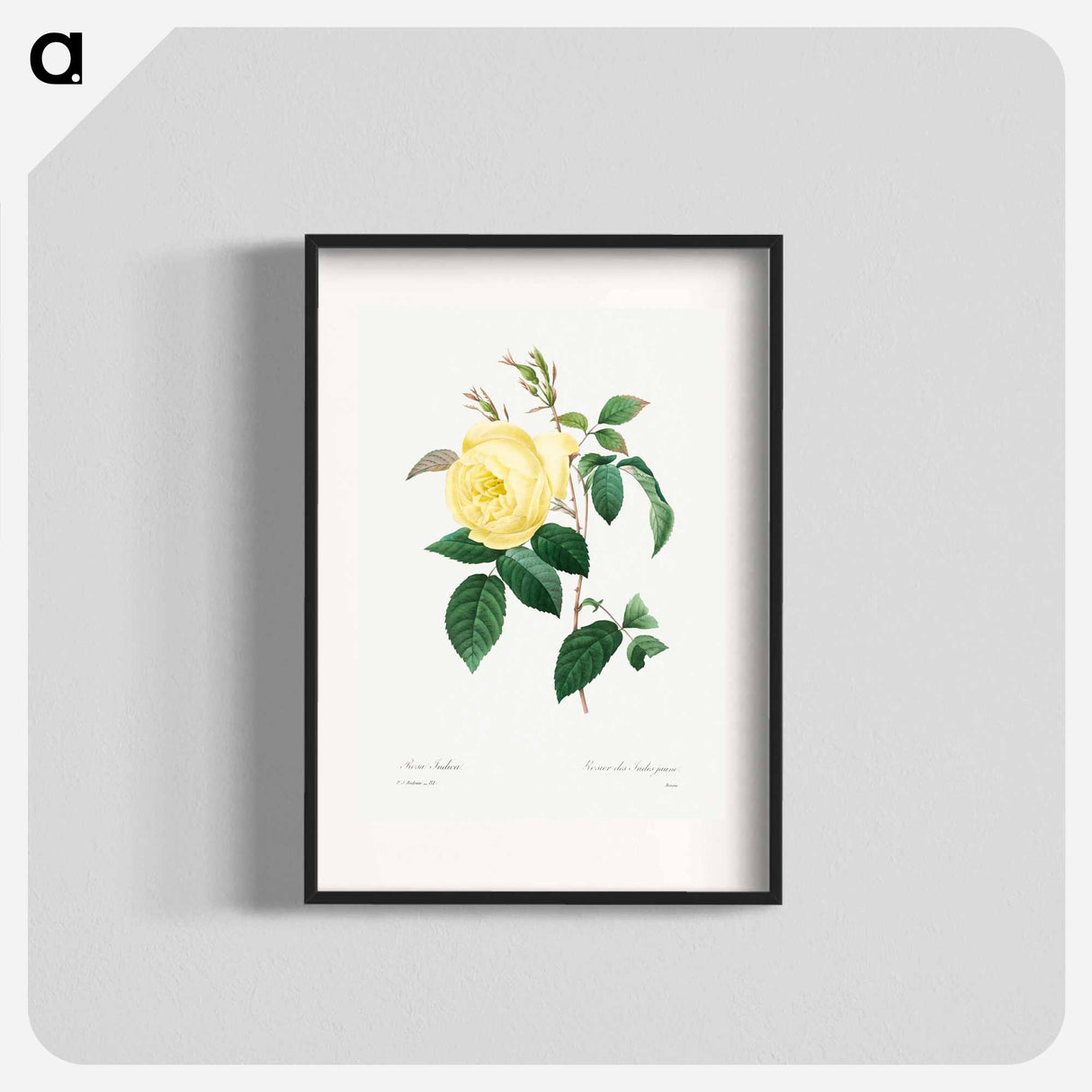 Yellow Rose - Pierre Joseph Redouté Poster.