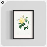 Yellow Rose - Pierre Joseph Redouté Poster.