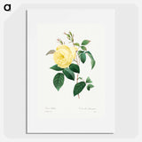 Yellow Rose - Pierre Joseph Redouté Poster.