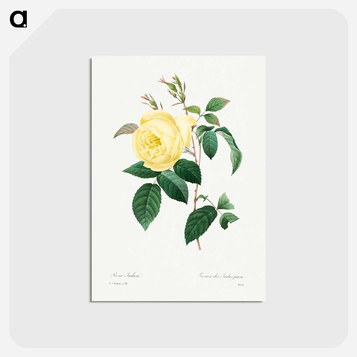 アートポストカード-Yellow Rose - ピエール ジョゼフ ルドゥーテ Postcard.