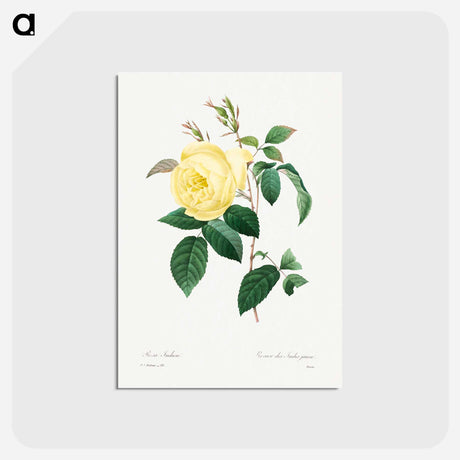 アートポストカード-Yellow Rose - ピエール ジョゼフ ルドゥーテ Postcard.