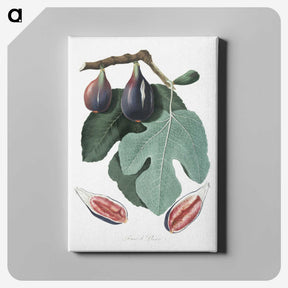 1-3_Pomona-Italiana_canvas