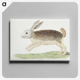 1-3_Robert-Jacob-Gordon_canvas