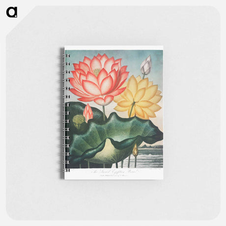 アートメモ帳-The Sacred Egyptian Bean
 - ロバート ジョン ソーントン Memo.