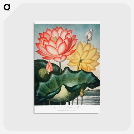 アートポストカード-The Sacred Egyptian Bean
 - ロバート ジョン ソーントン Postcard.