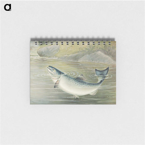 California Salmon
 - サミュエル キルボーン Memo.
