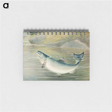 California Salmon
 - サミュエル キルボーン Memo.