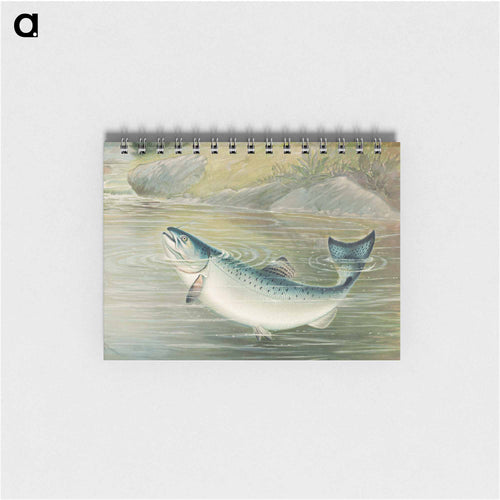 California Salmon
 - サミュエル キルボーン Memo.