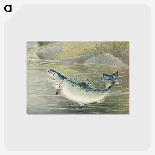 California Salmon
 - サミュエル キルボーン Postcard.